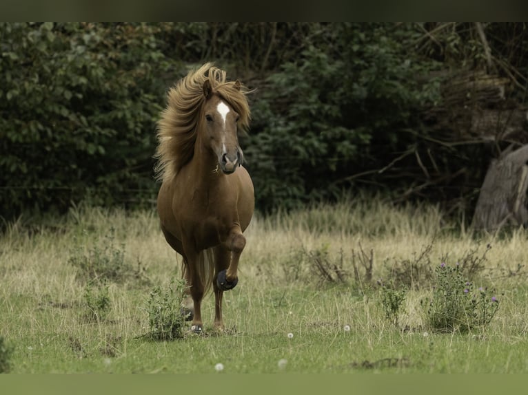 Islandpferd Stute 8 Jahre 137 cm Fuchs in Arnstadt
