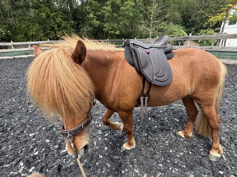 Islandpferd Stute 8 Jahre 137 cm Fuchs in Arnstadt