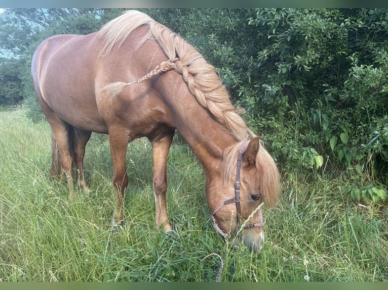 Islandpferd Stute 8 Jahre 137 cm Fuchs in Arnstadt