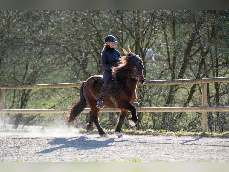 Islandpferd Stute 8 Jahre 138 cm Brauner in Hessisch Oldendorf