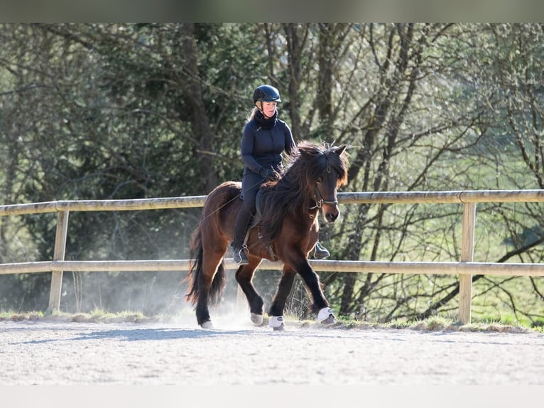 Islandpferd Stute 8 Jahre 138 cm Brauner in Hessisch Oldendorf