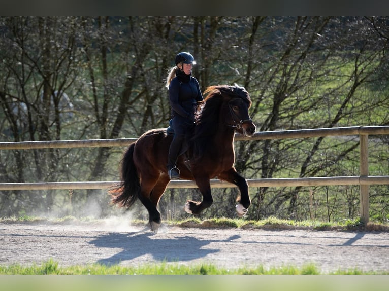 Islandpferd Stute 8 Jahre 138 cm Brauner in Hessisch Oldendorf