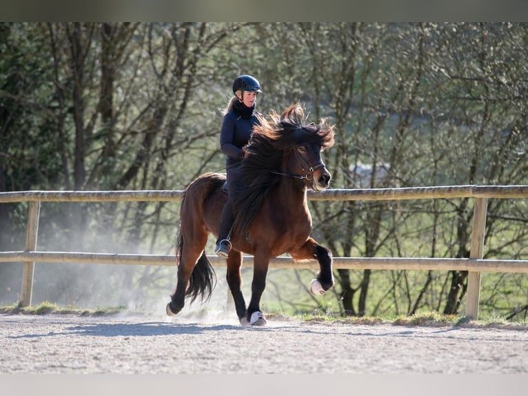 Islandpferd Stute 8 Jahre 138 cm Brauner in Hessisch Oldendorf