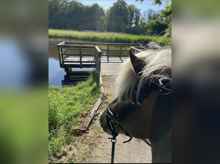 Islandpferd Stute 8 Jahre 138 cm  in Grefrath