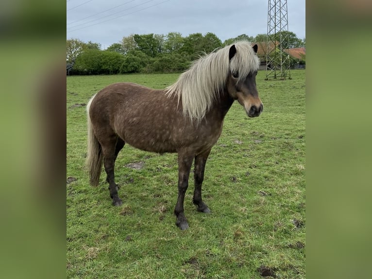 Islandpferd Stute 8 Jahre 138 cm  in Grefrath
