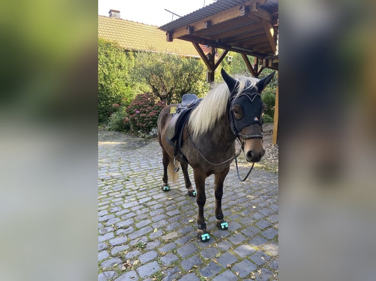 Islandpferd Stute 8 Jahre 138 cm  in Grefrath