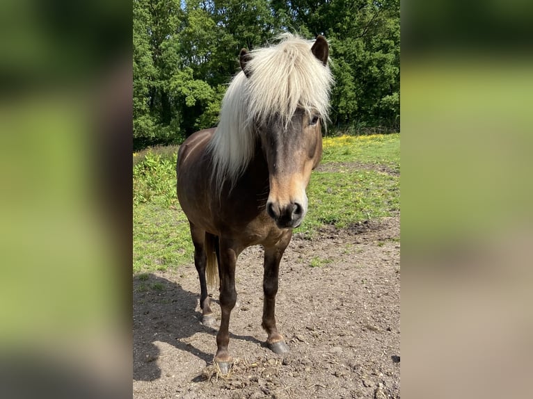 Islandpferd Stute 8 Jahre 138 cm  in Grefrath