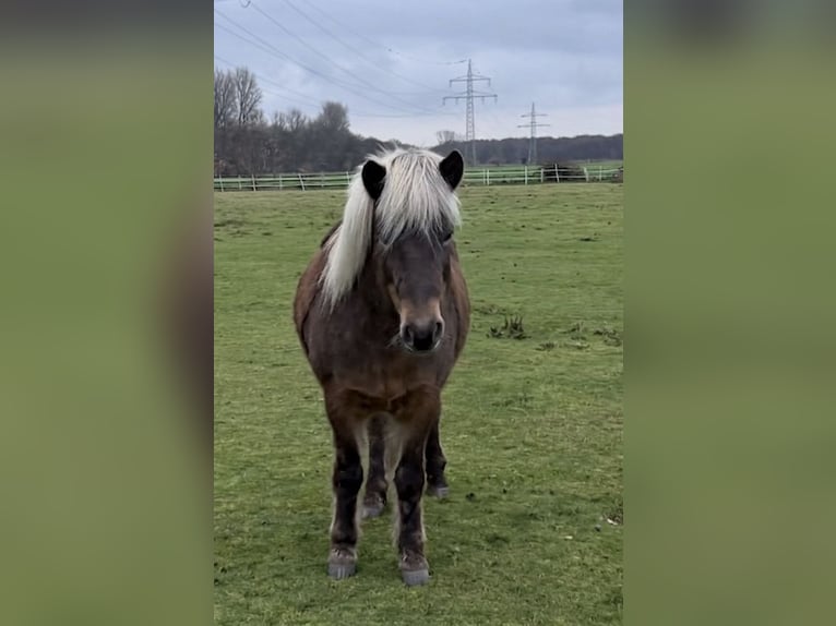 Islandpferd Stute 8 Jahre 138 cm  in Grefrath