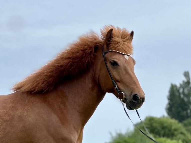 Islandpferd Stute 8 Jahre 138 cm Fuchs in Hohenfelde