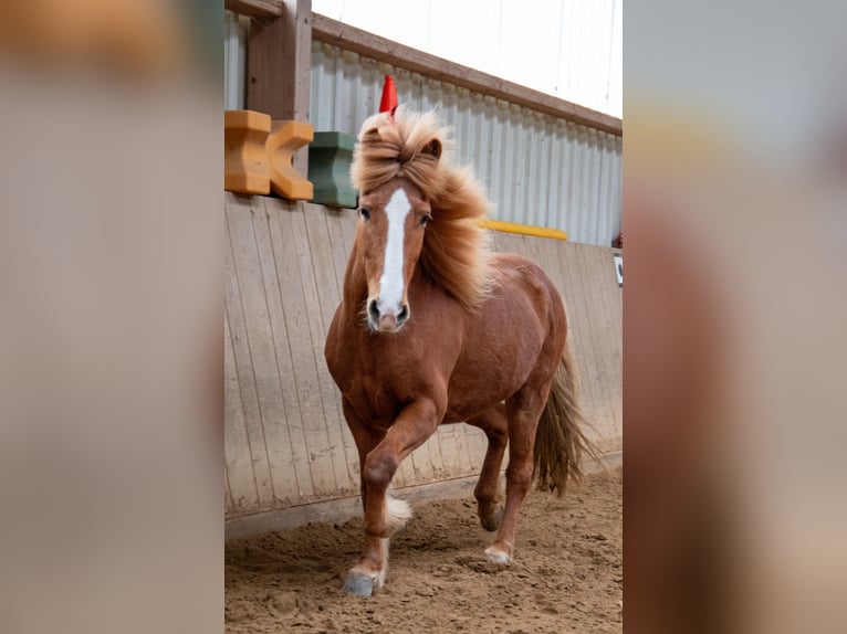 Islandpferd Stute 8 Jahre 138 cm Fuchs in Künzell