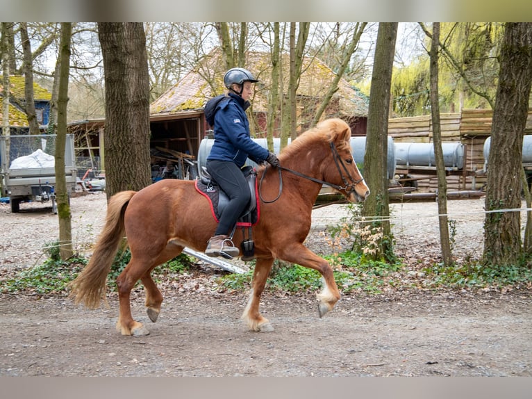 Islandpferd Stute 8 Jahre 138 cm Fuchs in Künzell