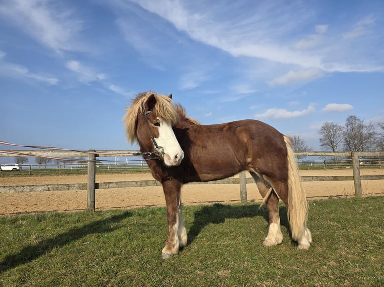Islandpferd Stute 8 Jahre 138 cm Fuchs in M&#xFC;nstermaifeld
