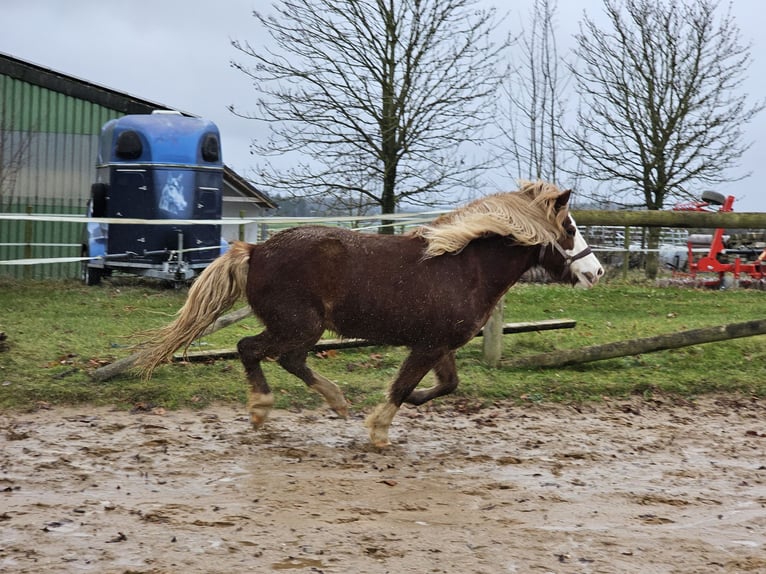 Islandpferd Stute 8 Jahre 138 cm Fuchs in M&#xFC;nstermaifeld