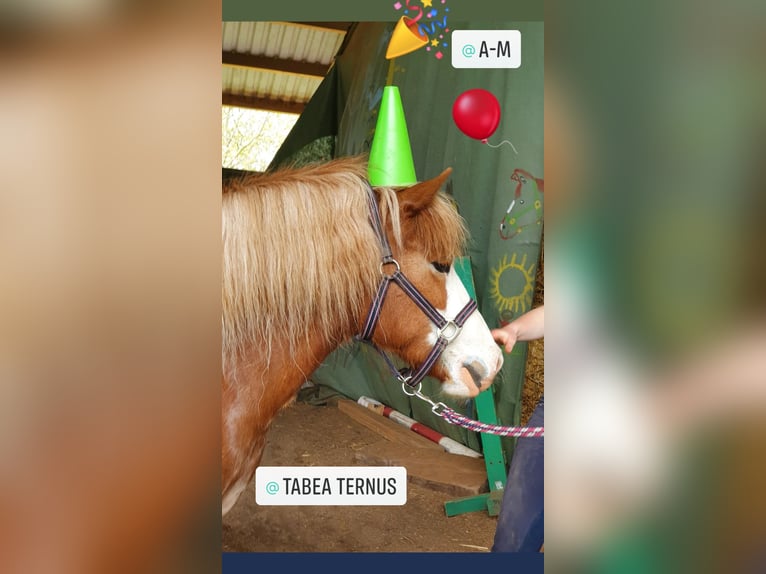Islandpferd Stute 8 Jahre 138 cm Fuchs in M&#xFC;nstermaifeld