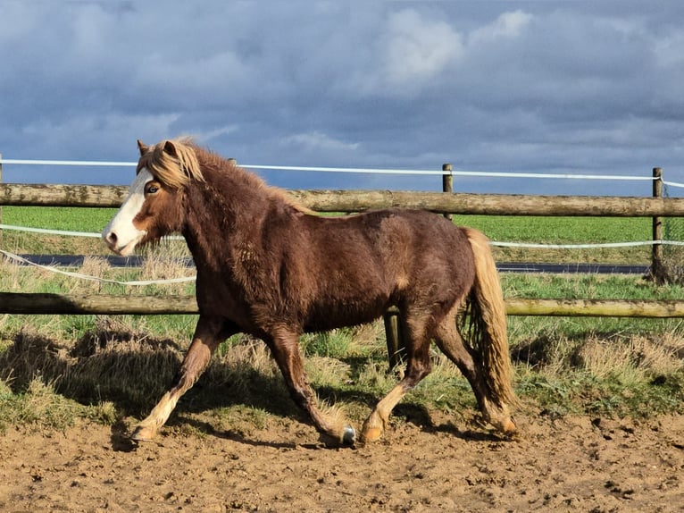Islandpferd Stute 8 Jahre 138 cm Fuchs in M&#xFC;nstermaifeld