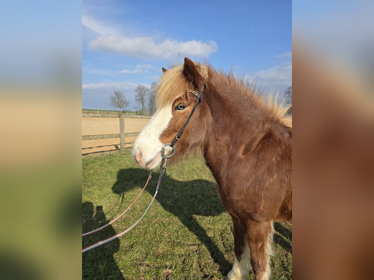 Islandpferd Stute 8 Jahre 138 cm Fuchs in M&#xFC;nstermaifeld