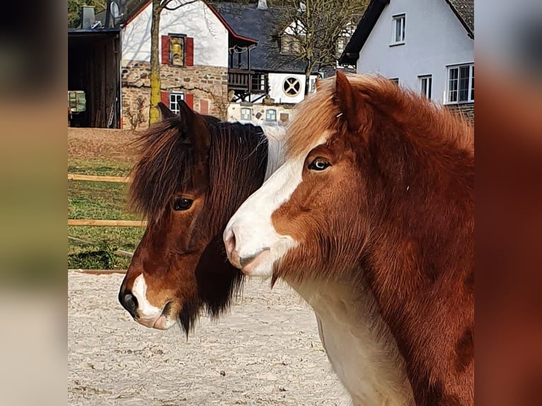 Islandpferd Stute 8 Jahre 138 cm Fuchs in M&#xFC;nstermaifeld