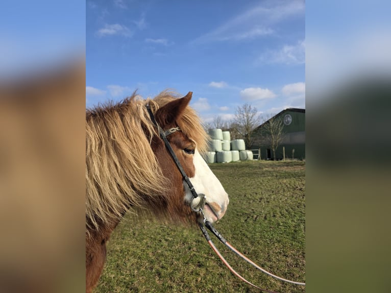 Islandpferd Stute 8 Jahre 138 cm Fuchs in M&#xFC;nstermaifeld