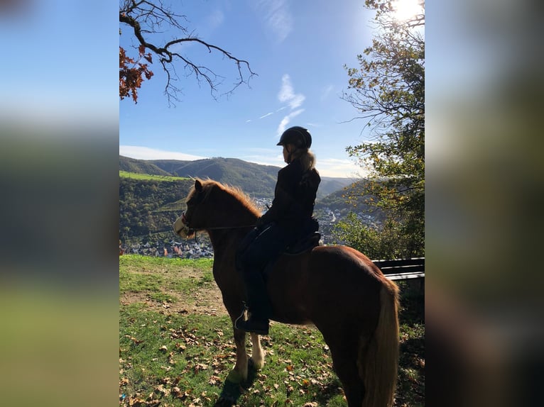 Islandpferd Stute 8 Jahre 138 cm Fuchs in D&#xFC;nfus