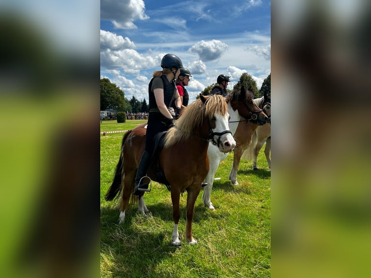 Islandpferd Stute 8 Jahre 138 cm Fuchs in D&#xFC;nfus
