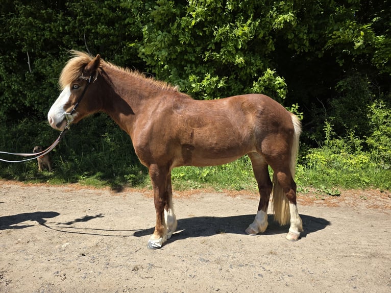 Islandpferd Stute 8 Jahre 138 cm Fuchs in D&#xFC;nfus