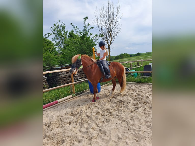 Islandpferd Stute 8 Jahre 138 cm Fuchs in D&#xFC;nfus