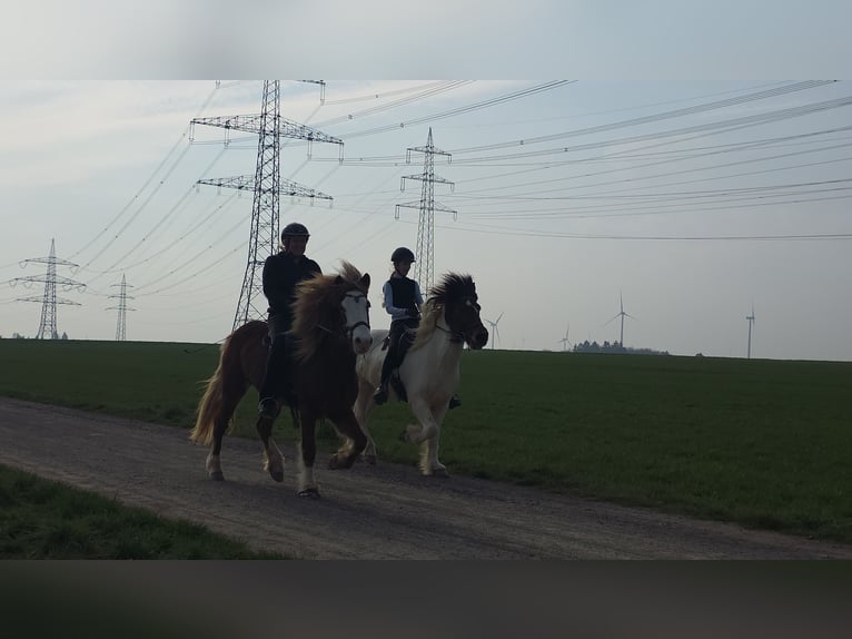 Islandpferd Stute 8 Jahre 138 cm Fuchs in D&#xFC;nfus