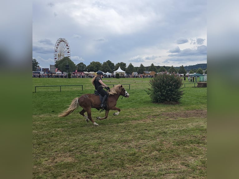 Islandpferd Stute 8 Jahre 138 cm Fuchs in D&#xFC;nfus
