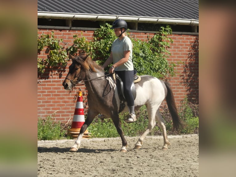 Islandpferd Stute 8 Jahre 138 cm Schecke in Südlohn