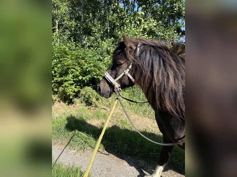 Islandpferd Stute 8 Jahre 138 cm Schecke in Tating