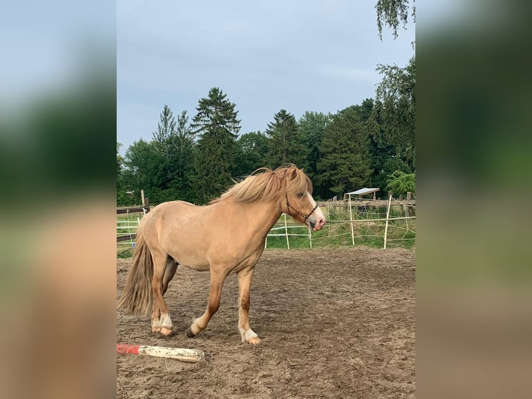 Islandpferd Mix Stute 8 Jahre 139 cm Brauner in Cretas