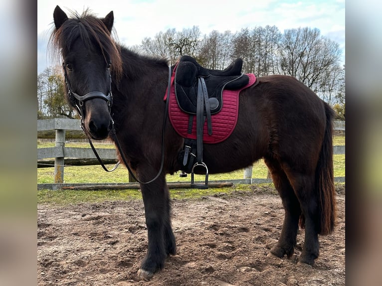 Islandpferd Stute 8 Jahre 139 cm Dunkelbrauner in Rheinsberg