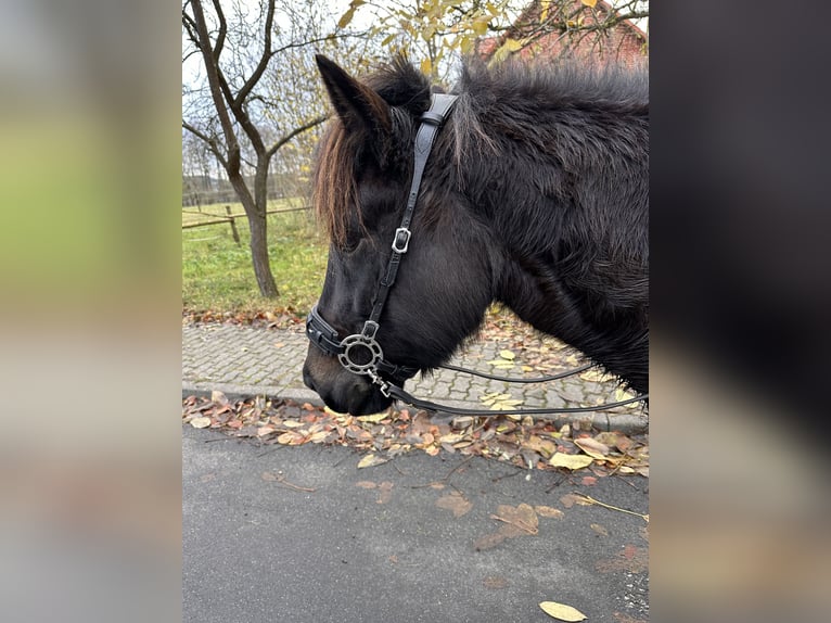 Islandpferd Stute 8 Jahre 139 cm Dunkelbrauner in Rheinsberg