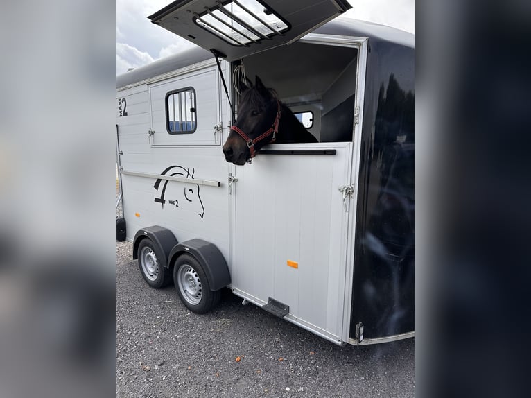 Islandpferd Stute 8 Jahre 139 cm Dunkelbrauner in Rheinsberg