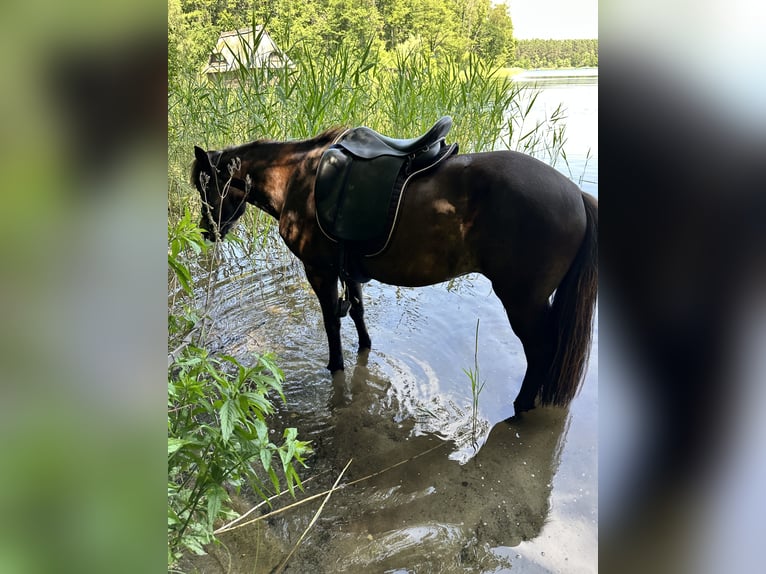 Islandpferd Stute 8 Jahre 139 cm Dunkelbrauner in Rheinsberg