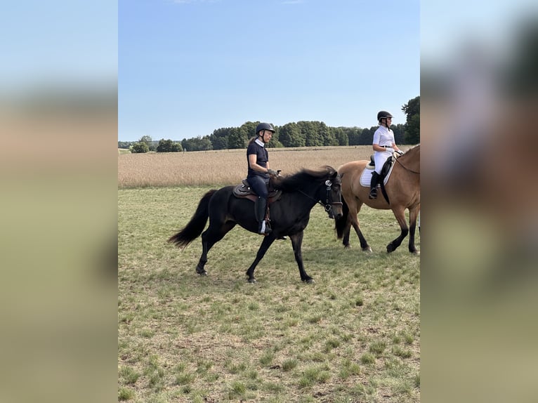 Islandpferd Stute 8 Jahre 139 cm Dunkelbrauner in Rheinsberg