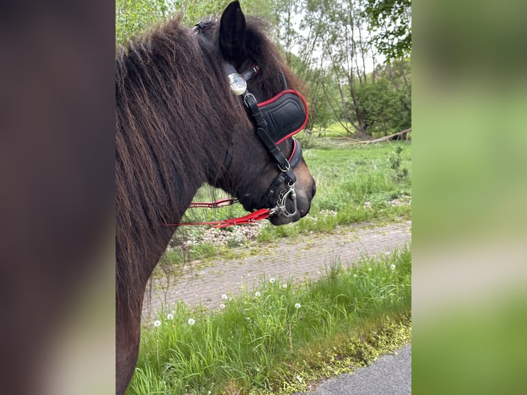 Islandpferd Stute 8 Jahre 139 cm Dunkelbrauner in Rheinsberg