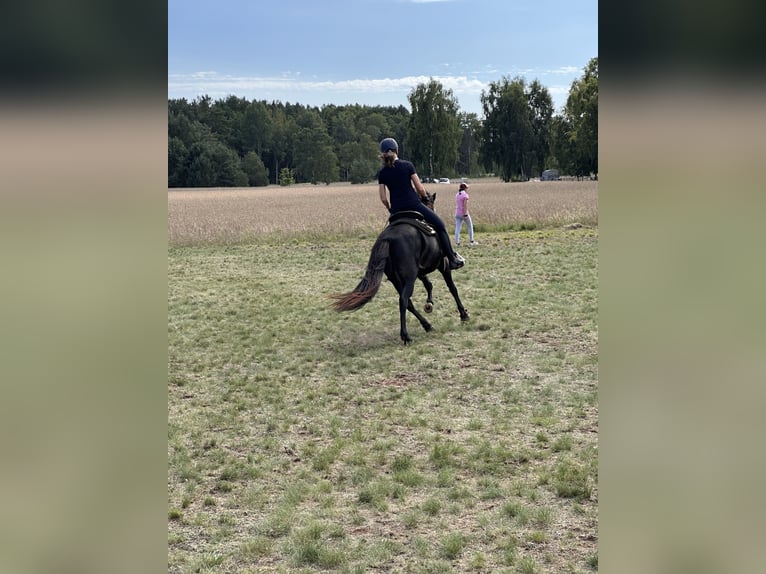 Islandpferd Stute 8 Jahre 139 cm Dunkelbrauner in Rheinsberg