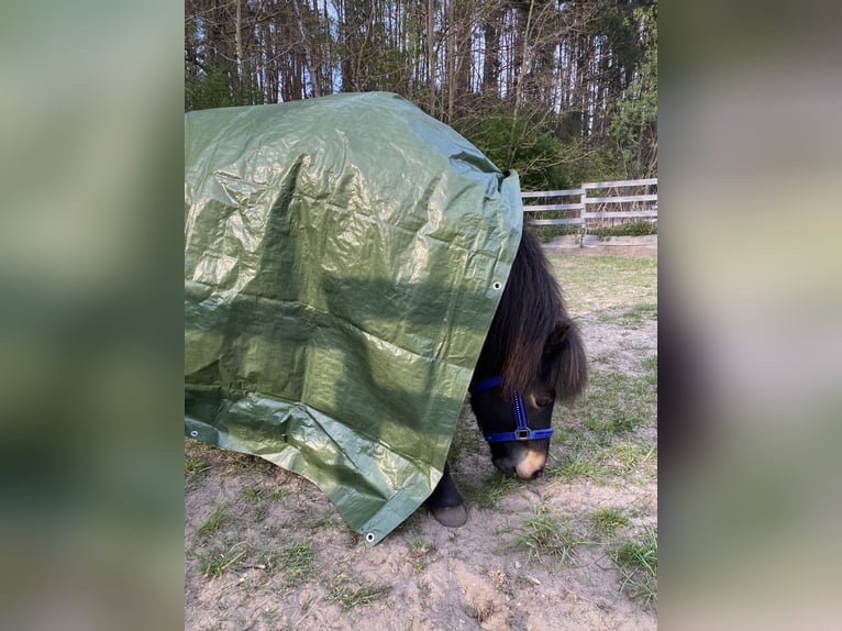 Islandpferd Stute 8 Jahre 139 cm Dunkelbrauner in Rheinsberg