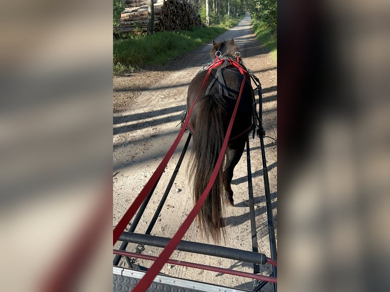 Islandpferd Stute 8 Jahre 139 cm Dunkelbrauner in Rheinsberg