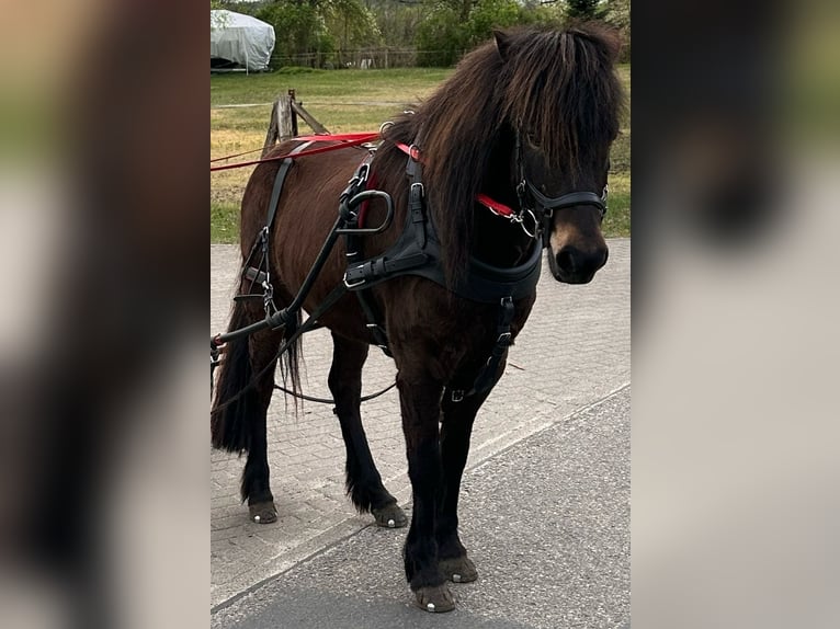 Islandpferd Stute 8 Jahre 139 cm Dunkelbrauner in Rheinsberg