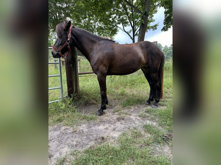 Islandpferd Stute 8 Jahre 139 cm Dunkelbrauner in Rheinsberg