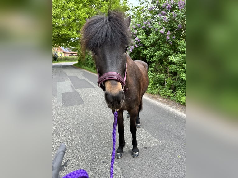 Islandpferd Stute 8 Jahre 139 cm Dunkelbrauner in Rheinsberg