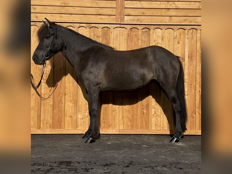 Islandpferd Stute 8 Jahre 139 cm  in Mining