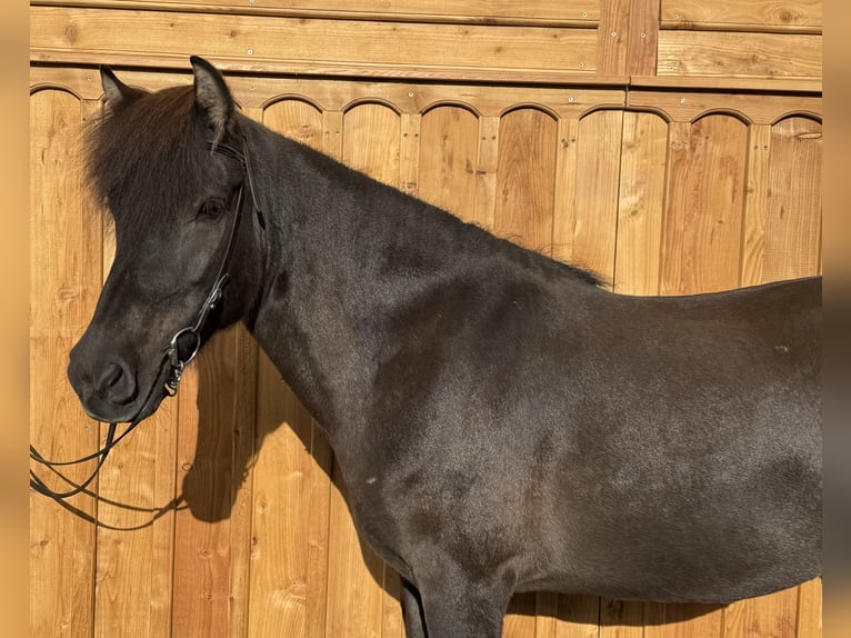 Islandpferd Stute 8 Jahre 139 cm  in Mining