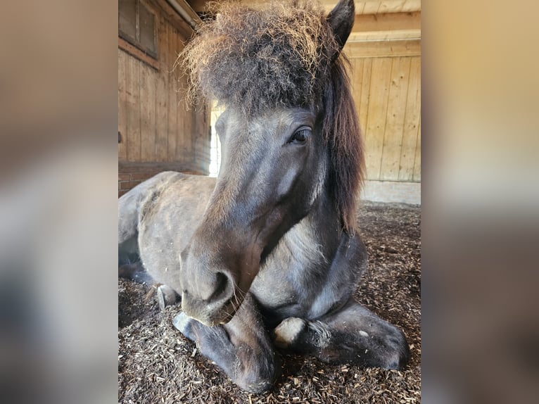 Islandpferd Stute 8 Jahre 139 cm Rappe in Erlenbach im Simmental