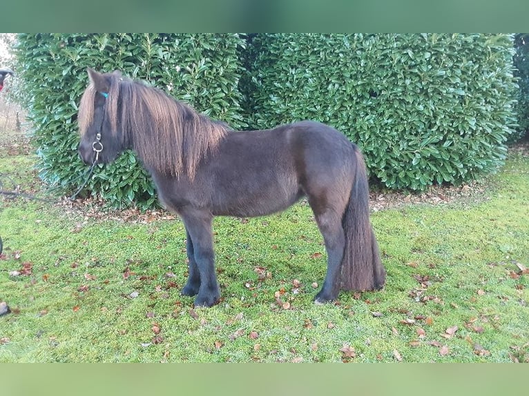 Islandpferd Stute 8 Jahre 139 cm Rappe in Nettersheim