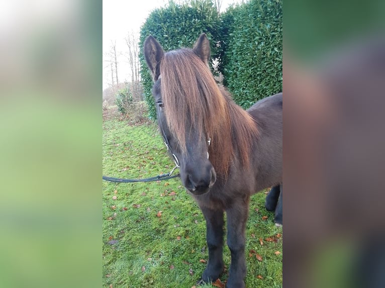 Islandpferd Stute 8 Jahre 139 cm Rappe in Nettersheim