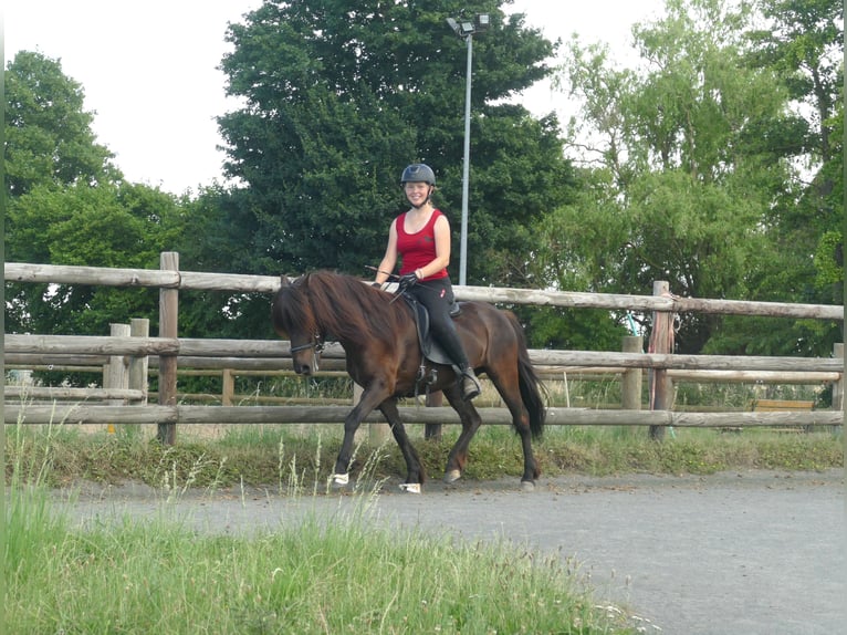 Islandpferd Stute 8 Jahre 139 cm Rappe in Euskirchen