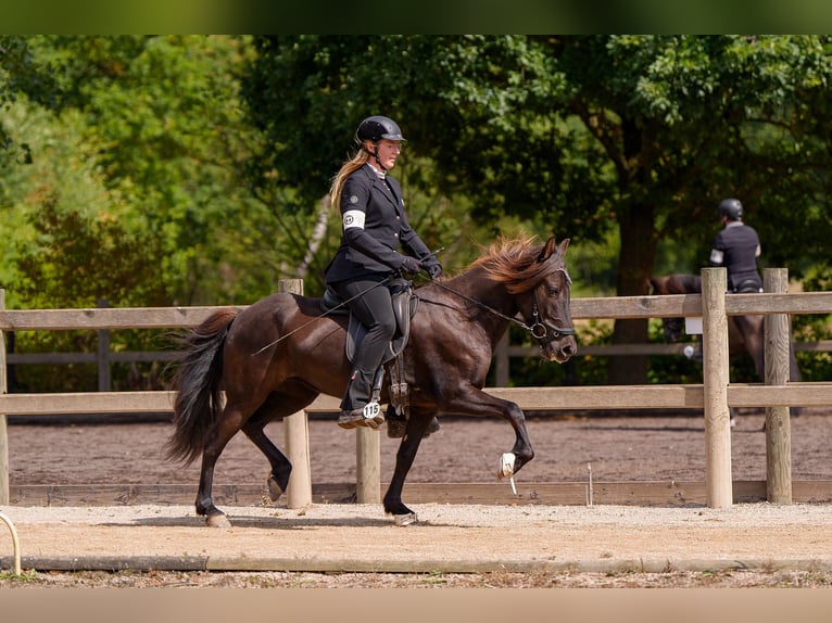 Islandpferd Stute 8 Jahre 139 cm Rappe in Nettersheim